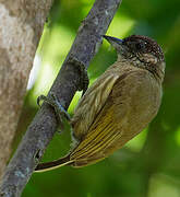 Olivaceous Piculet