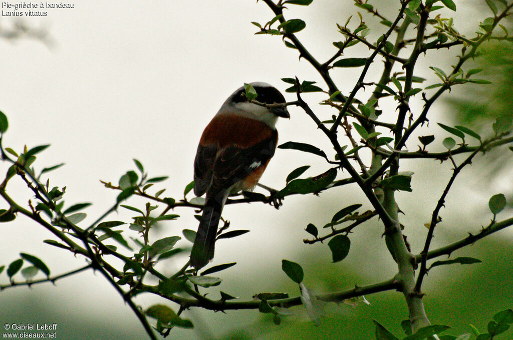 Bay-backed Shrike