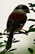 Bay-backed Shrike