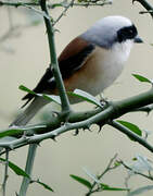 Bay-backed Shrike