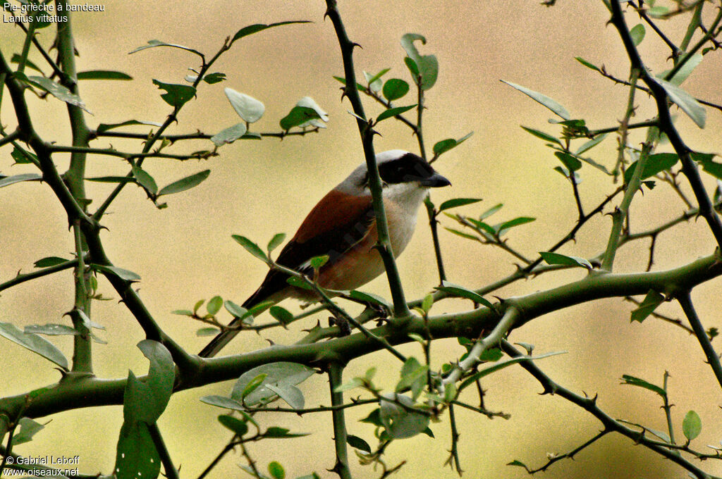 Bay-backed Shrike