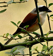 Bay-backed Shrike