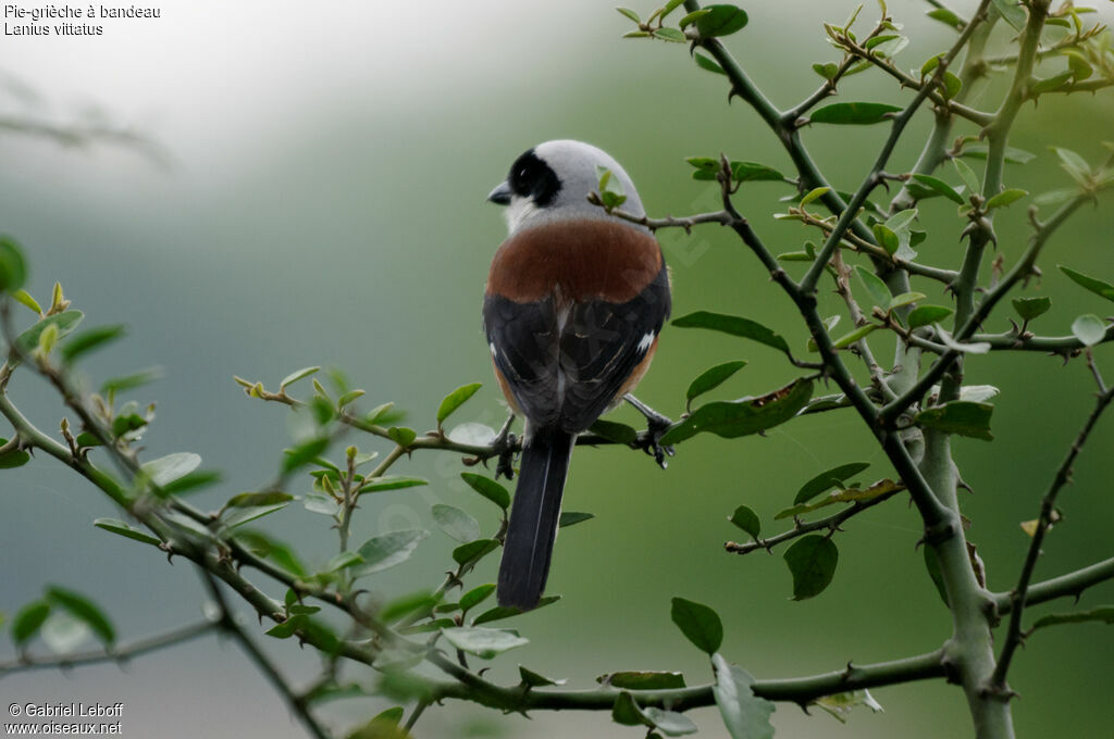 Bay-backed Shrike