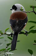 Bay-backed Shrike