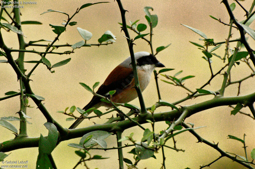 Bay-backed Shrike