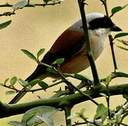 Bay-backed Shrike