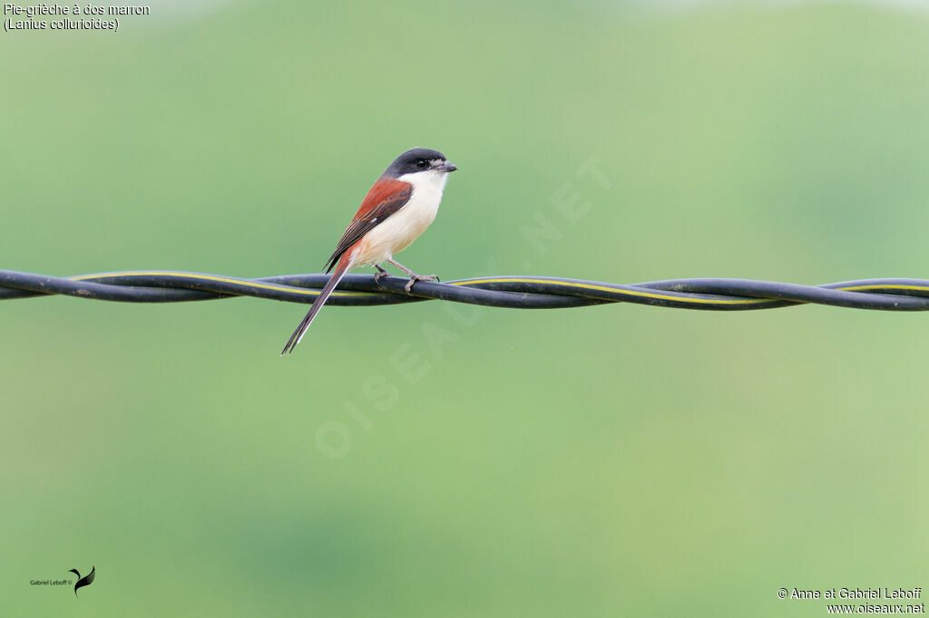 Burmese Shrike
