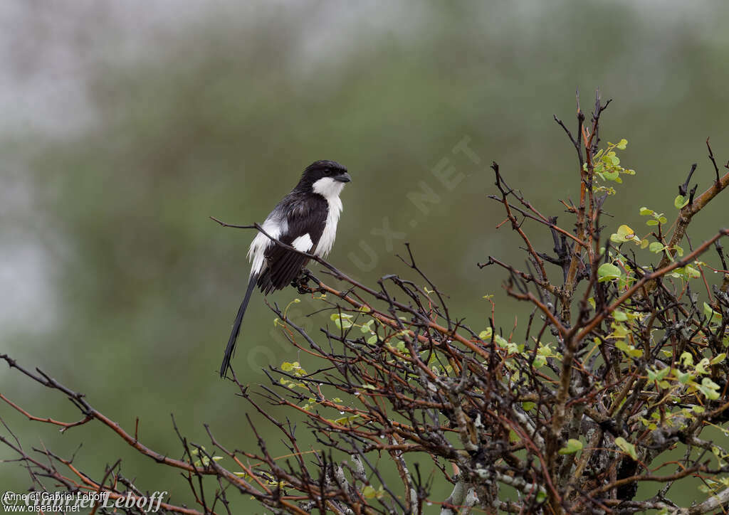 Long-tailed Fiscal male adult, pigmentation, Behaviour