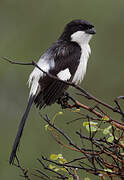 Long-tailed Fiscal