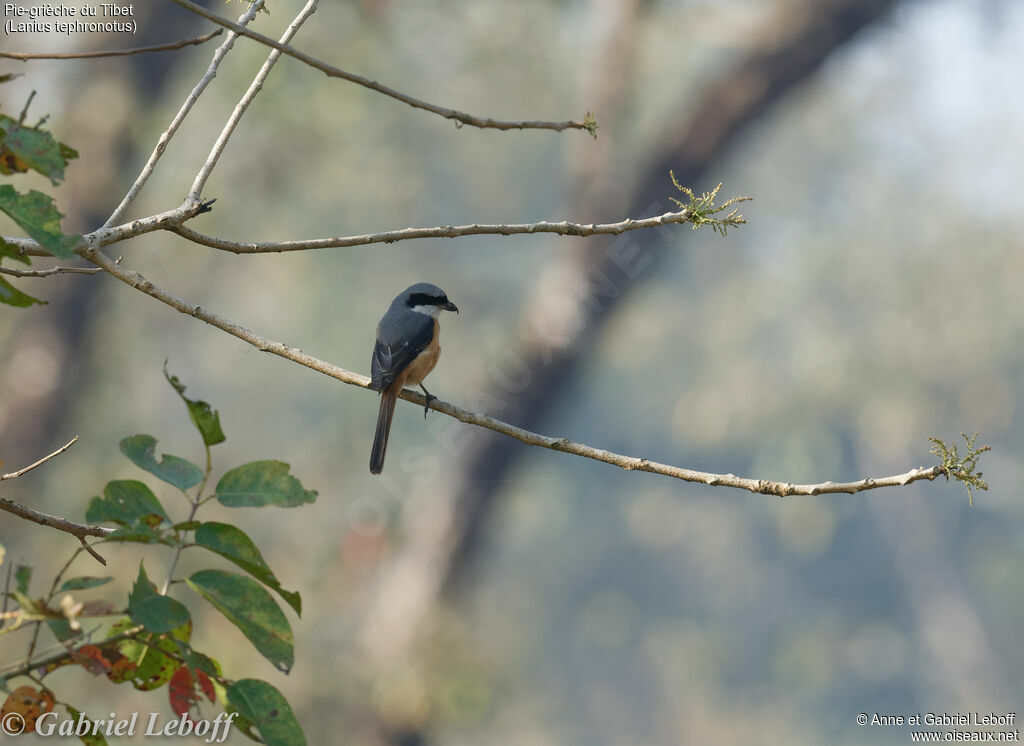 Grey-backed Shrike