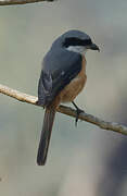 Grey-backed Shrike