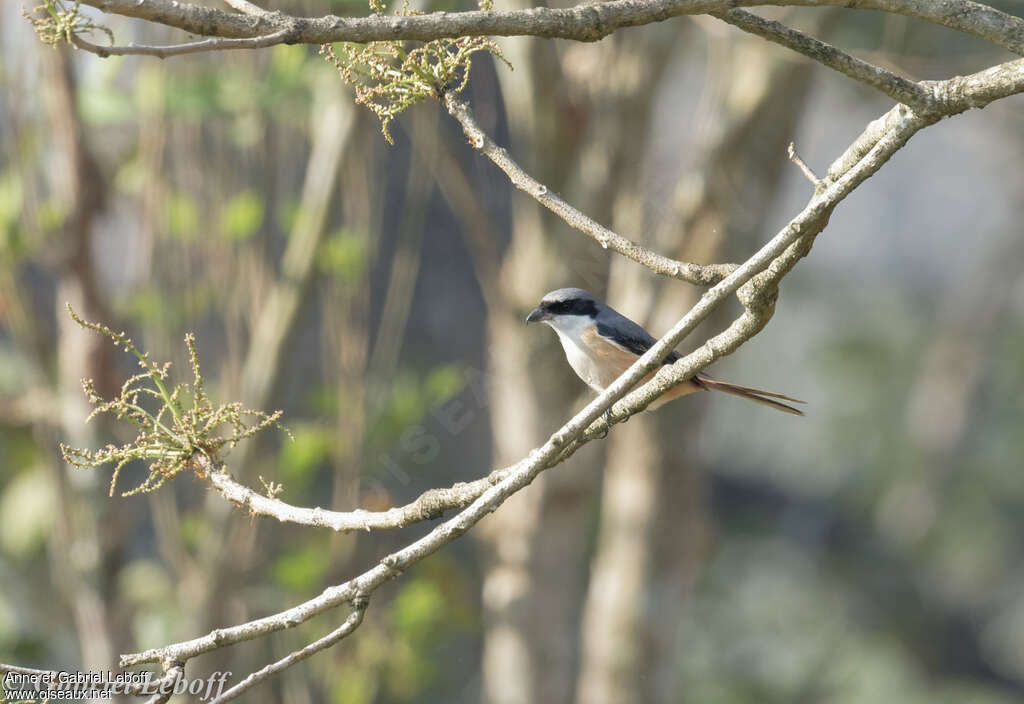 Grey-backed Shrikeadult, habitat, pigmentation, fishing/hunting