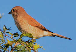 Red-backed Shrike