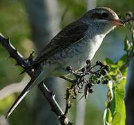 Red-backed Shrike