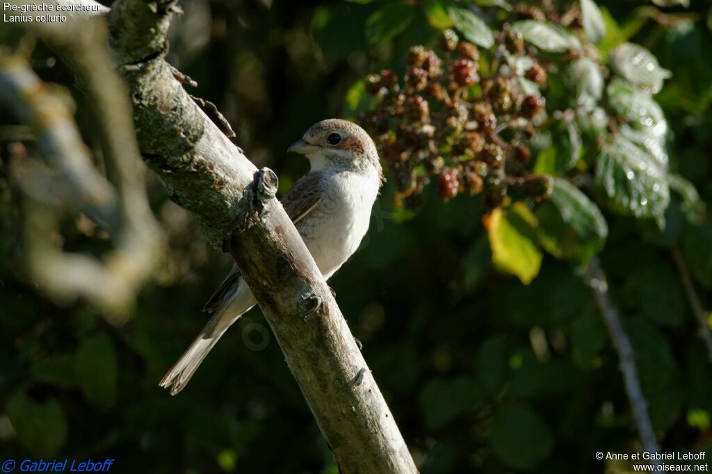 Red-backed Shrike