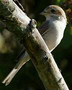 Red-backed Shrike