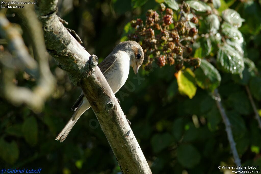 Red-backed Shrike