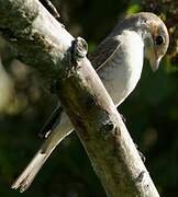 Red-backed Shrike