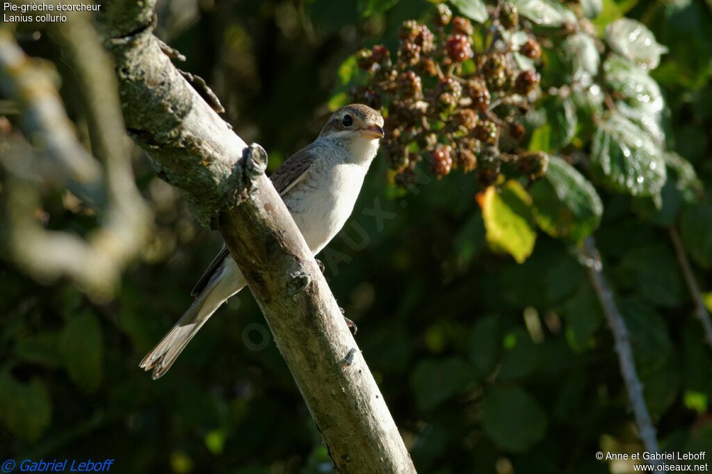 Red-backed Shrike