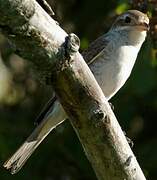 Red-backed Shrike