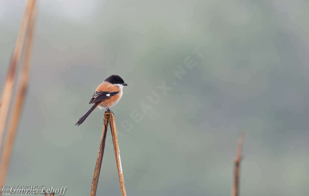 Pie-grièche schachadulte, identification