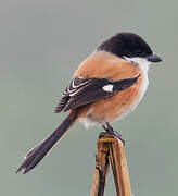 Long-tailed Shrike