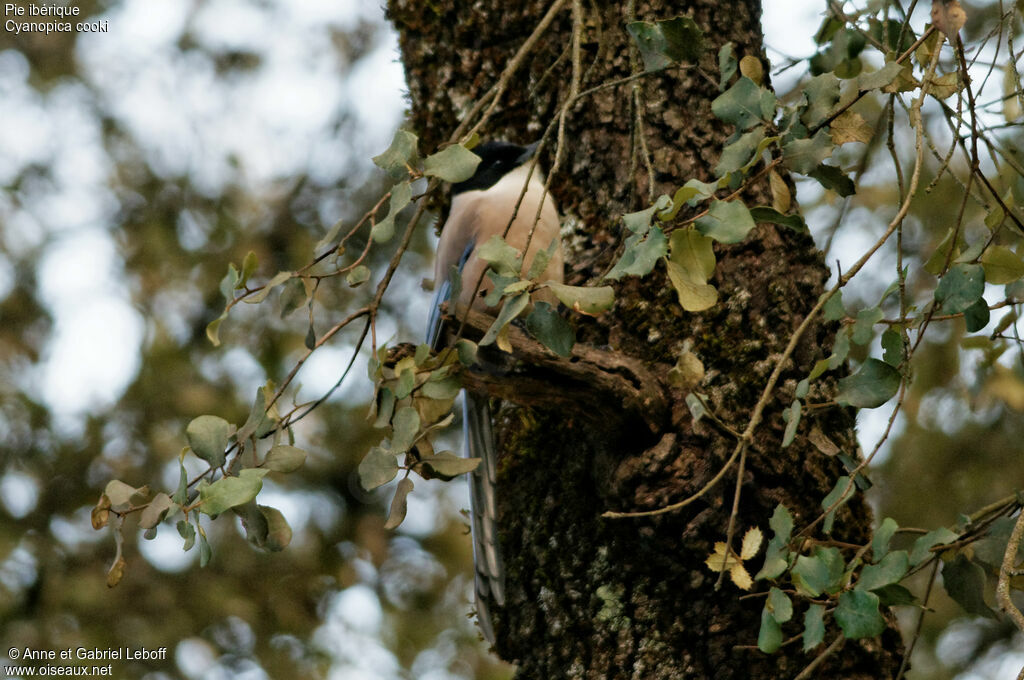 Iberian Magpie