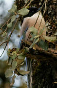 Iberian Magpie