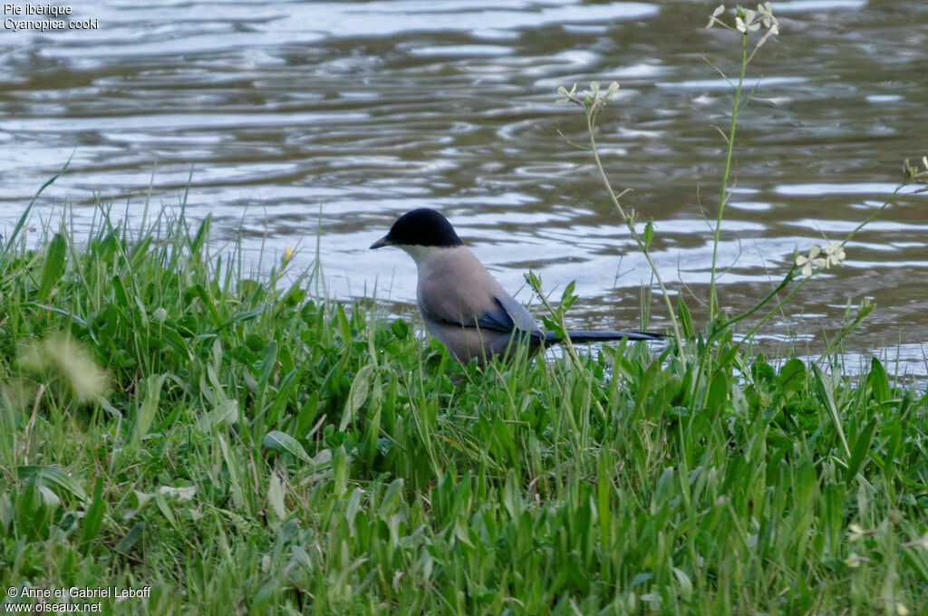 Iberian Magpie