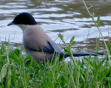 Iberian Magpie