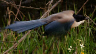 Iberian Magpie