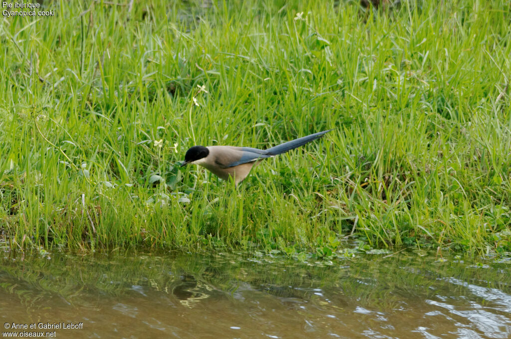 Iberian Magpie