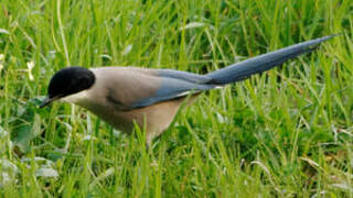 Iberian Magpie