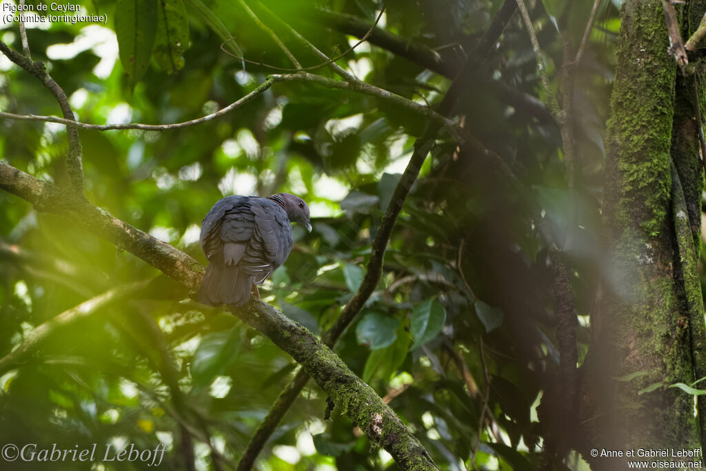 Sri Lanka Wood Pigeon