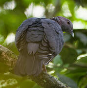 Sri Lanka Wood Pigeon