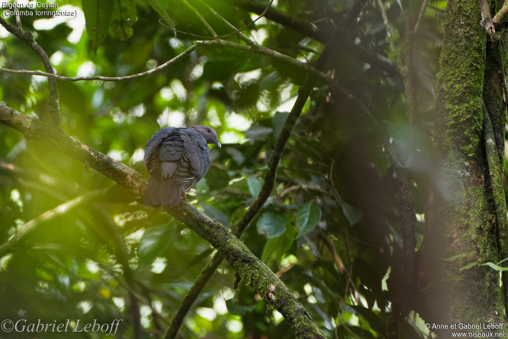 Sri Lanka Wood Pigeon