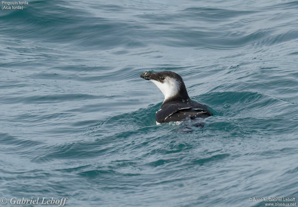 Pingouin torda