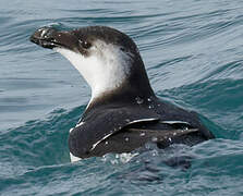 Razorbill