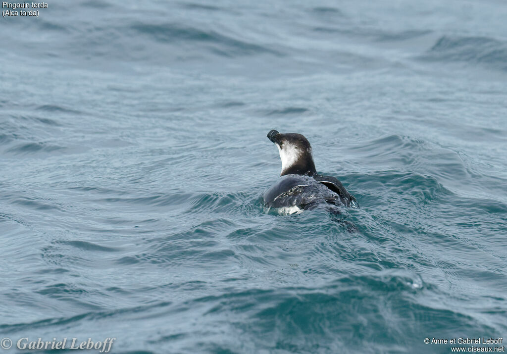 Pingouin torda