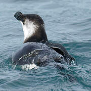 Razorbill