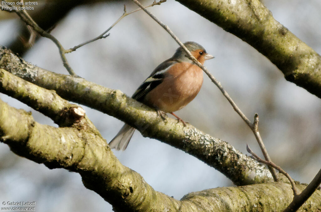 Pinson des arbres