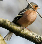 Common Chaffinch