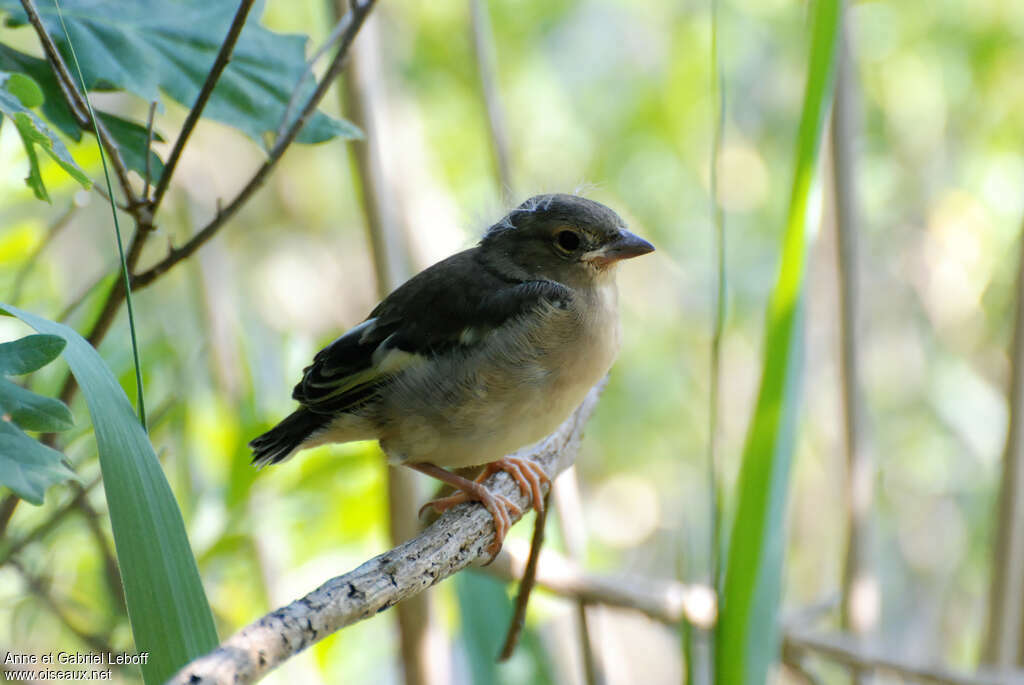 Pinson des arbresjuvénile, identification