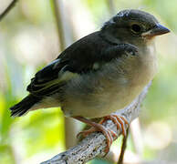 Eurasian Chaffinch