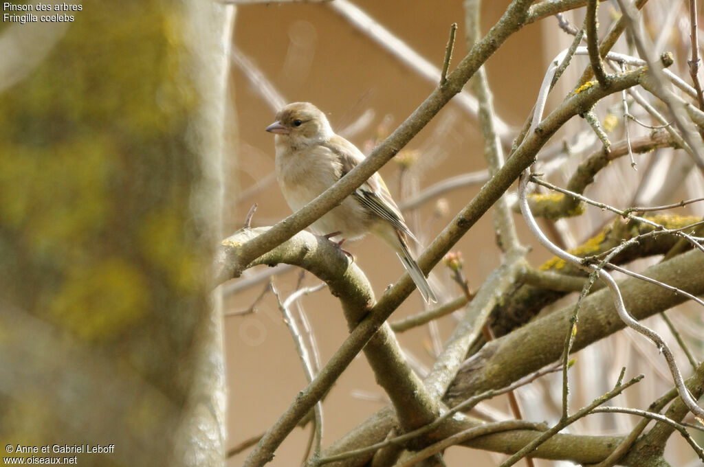 Pinson des arbres femelle