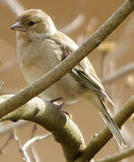 Eurasian Chaffinch