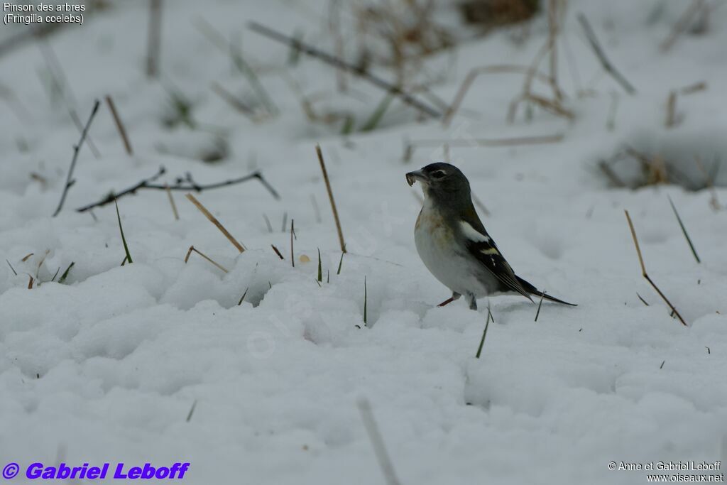 Eurasian Chaffinch female