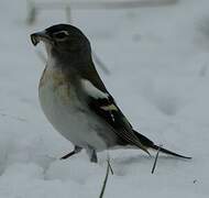 Common Chaffinch