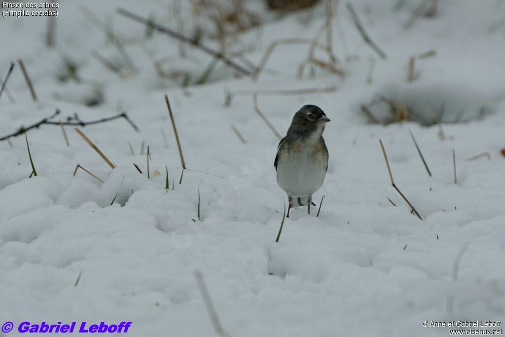 Eurasian Chaffinch male