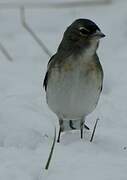 Eurasian Chaffinch